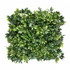 Zelena plošča Szeflera