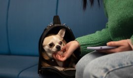 Chomik - Transportna torba za živali - PET9431