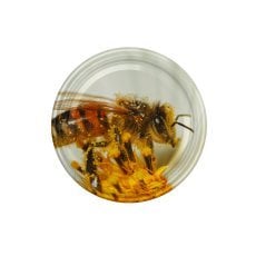 Pokrovčki fi66 6z velika čebela na cvetu kart.1100kos  hrček/3207/