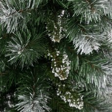 Smreka baltika diamantna na deblu 2,2 m jelka *1217