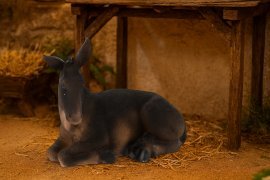 FIGURA OSEL 14 × 26 × 21 cm (60,96 cm) polirezina *3075