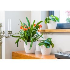 Chomik - Cvetlični lonec s podstavkom Mika 23 cm - bel - FOM4490